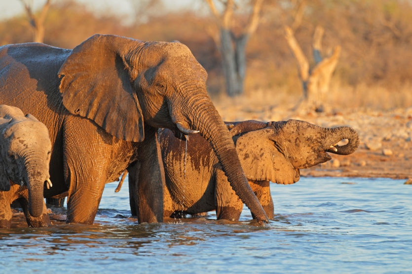 Etosha - NationalPark
